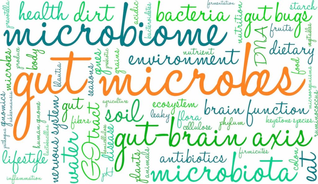 Gut Microbes Word Cloud - How A Carnivore Diet Affects Gut Health And Microbiome