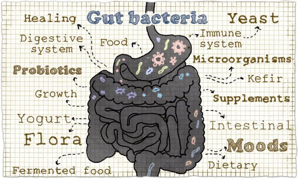 Illustration about Gut Bacteria - How A Carnivore Diet Affects Gut Health And Microbiome