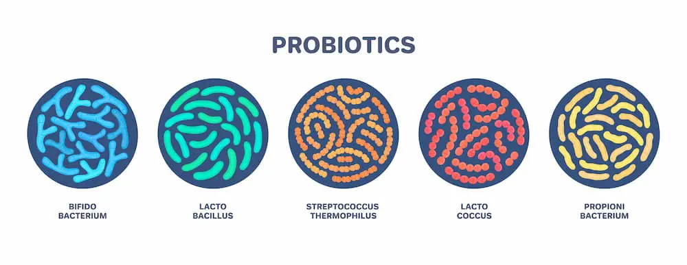 Probiotics. Bifidobacterium, lactobacillus, streptococcus thermophilus, lactococcus, propionibacterium