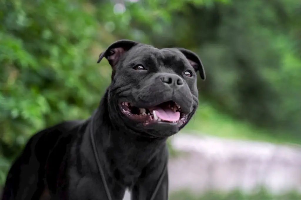 Portrait of black staffordshire bull terrier - Carnivore Diet for Dogs